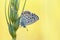 Pseudophilotes vicrama , the eastern baton blue butterfly on wheat