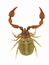 Pseudoscorpion