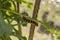 Pseudosphinx tetrio caterpillar