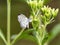 Pseudozizeeria maha pale grass blue butterfly 2