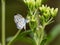 Pseudozizeeria maha pale grass blue butterfly 3