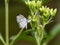 Pseudozizeeria maha pale grass blue butterfly 4