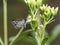 Pseudozizeeria maha pale grass blue butterfly 5