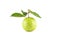 Psidium guajava and guava leaf on white background fruit agriculture food isolated