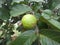 Psidium guajava - The immature fruit on a branch of the plant