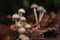 Psilocybe Bohemica mushrooms in the autumn forest among fallen leaves