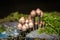 Psilocybe Bohemica mushrooms in the autumn forest among fallen leaves