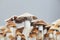 Psilocybe Cubensis