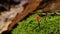 Psilocybe semilanceata mushroom in green moss