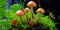 Psilocybe semilanceata mushrooms growing on forest floor for treatment of disorders. AI generated