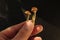 Psilocybin mushrooms in man`s hand on black background. Psychedelic magic Golden Teacher mushrooms. Medical usage.