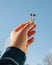 Psilocybin mushrooms in man`s hand on blue sky background. Psychedelic magic Golden Teacher mushrooms. Medical usage. Microdosing