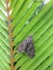 Psilogramma Casuarinae, Australasian Privet Hawk Moth on Palm Leaf in Hanalei Bay on Kauai Island, Hawaii.