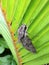 Psilogramma Casuarinae, Australasian Privet Hawk Moth on Palm Leaf in Hanalei Bay on Kauai Island, Hawaii.