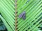 Psilogramma Casuarinae, Australasian Privet Hawk Moth on Palm Leaf in Hanalei Bay on Kauai Island, Hawaii.