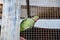 Psittacoidea parrot in a cage