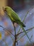 Psittacula Krameri, a non-native parrot,