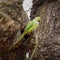 Psittacula krameri, Ring-necked parakeet in London, Richmond Park, near nesting hole. Square crop image