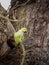 Psittacula krameri, Ring-necked parakeet in London, Richmond Park, about to enter nest.
