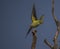 Psittacula krameri or the Rose Ringed Parakeet - Preening