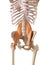 The psoas major