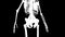 Psoas major muscles on skeleton