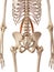 The psoas minor