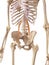 The psoas minor