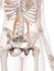 The psoas minor