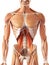 The psoas minor