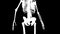 Psoas minor muscles on skeleton
