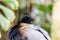 Psophia crepitans, detail of bird head, photo taken in rainforest garden