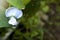 Psophocarpus tetragonolobus Flower