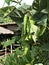 Psophocarpus tetragonolobus or Winged bean or Goa bean or Four-angled bean or Manila bean or Dragon bean.