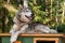 Pstuhi dogs in nature, sitting on a chain, dog food, big smart dogs