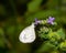 A psyche butterfly drinking nectar from a flower