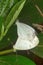 Psyche butterfly, Leptosia nina , Aarey Milk Colony , INDIA