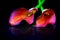Psychedelic colors of a pair of calla lilies on dark reflective background