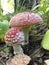 Psychoactive mushroom of the genus Amanita. known for its hallucinogenic properties, and some types of fly agaric are de