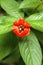 Psychotria poeppigiana blooming