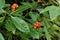 Psychotria poeppigiana blossom spotted in Las Quebradas