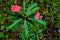 Psychotria poeppigiana plant in the Secret Gardens