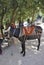 Psychro, august 29th: Donkey for trip to the Cave of Zeus in Dikti mountains from Crete island of Greece