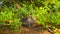 Ptarmigan with Berries in a Vibrant Forest