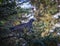 Ptarmigan in Denali National Park in early autumn