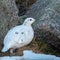 Ptarmigan hiding between rocks