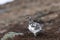 Ptarmigan, Lagopus muta, close up pose during a sunny spring day in the cairngorms national park