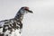 Ptarmigan, Lagopus muta, walking, running and eating in snow during a sunny winter day in the cairngorms national park