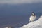 Ptarmigan, Lagopus muta, walking, running and eating in snow during a sunny winter day in the cairngorms national park