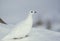 Ptarmigan in Snow